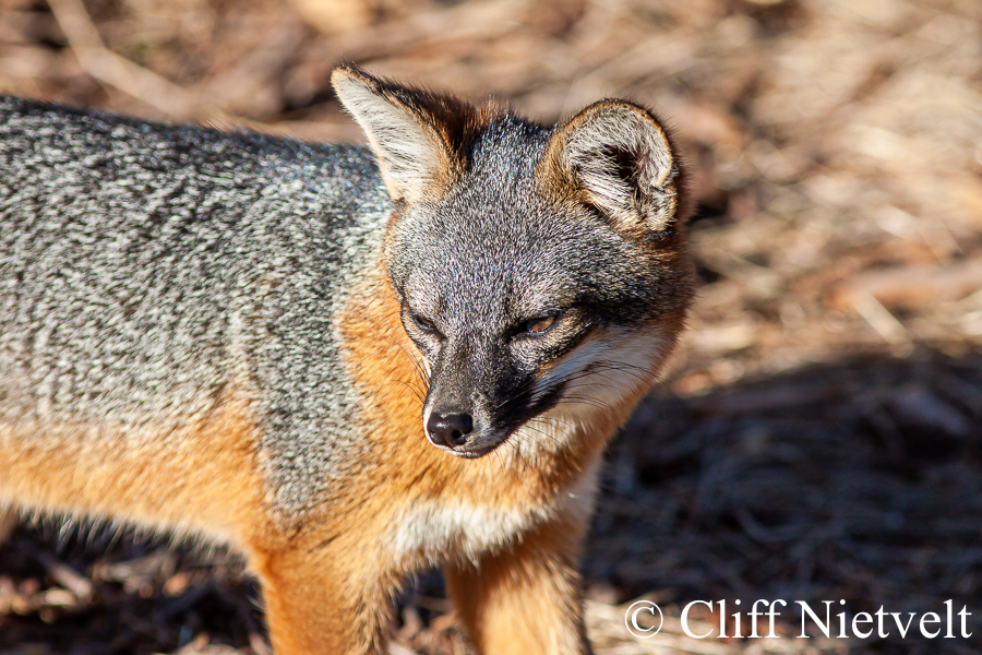 Island Fox in the Sun, REF: ISFOX002