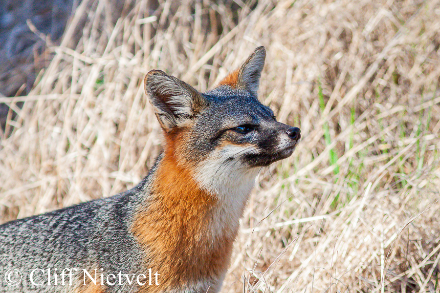 Alert Island Fox, REF: ISFOX003