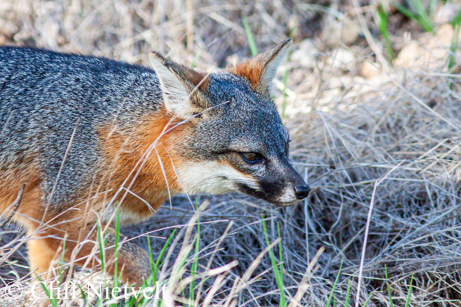 Island Fox in the Grass, REF: ISFOX004