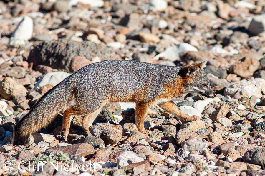 Island Fox on the Move, REF: ISFOX005