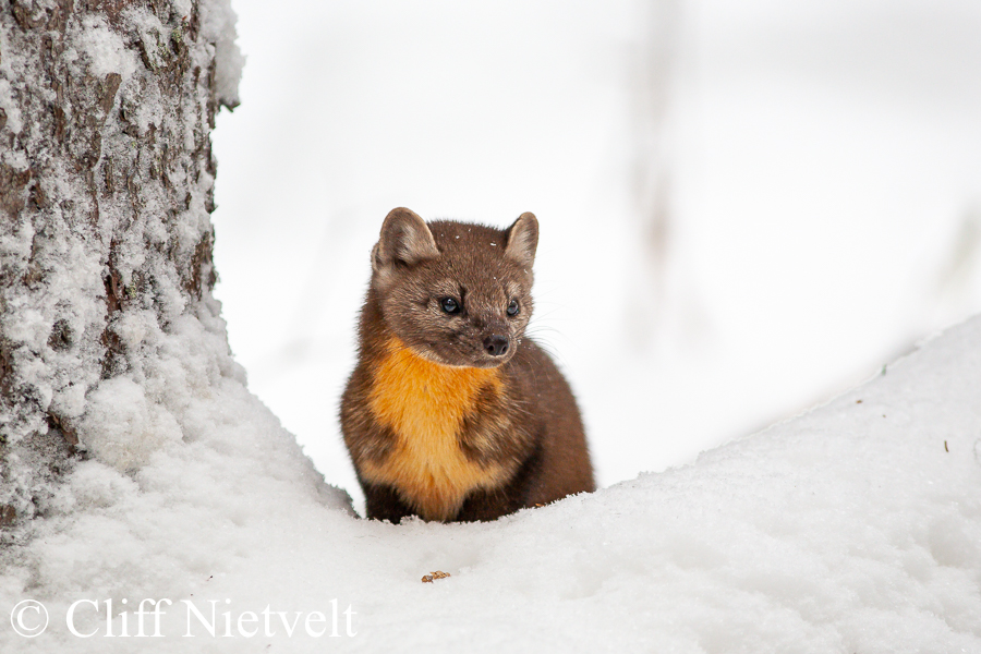 Pacific Marten Portrait, REF: PMART001