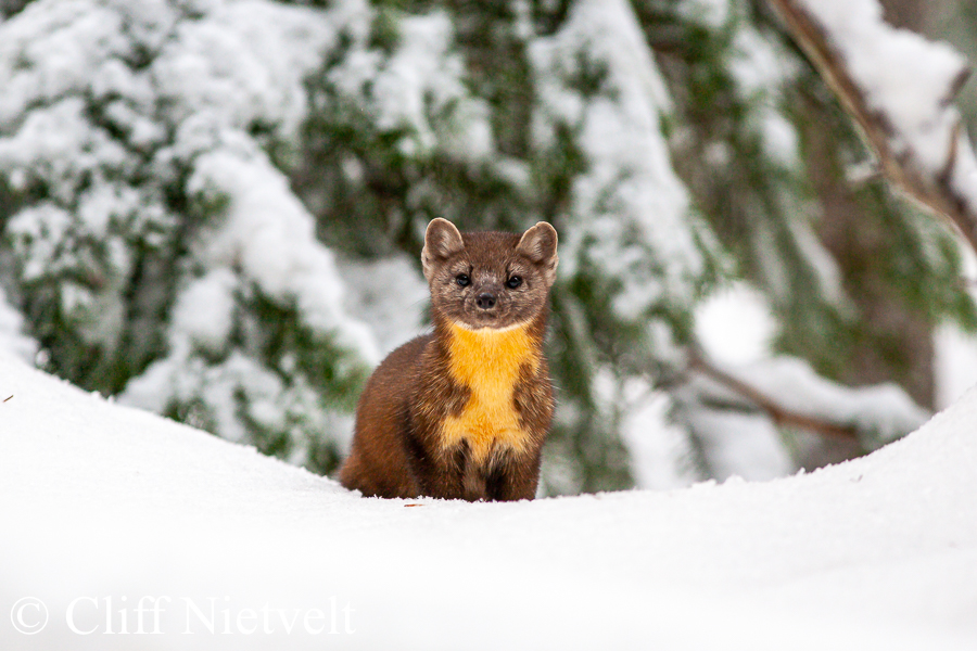 Curious Pacific Marten, REF: PMART002