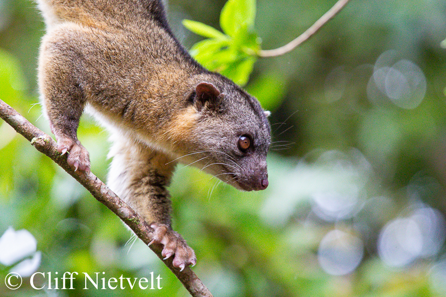 A northern olingo on a branch, REF: OLIN002