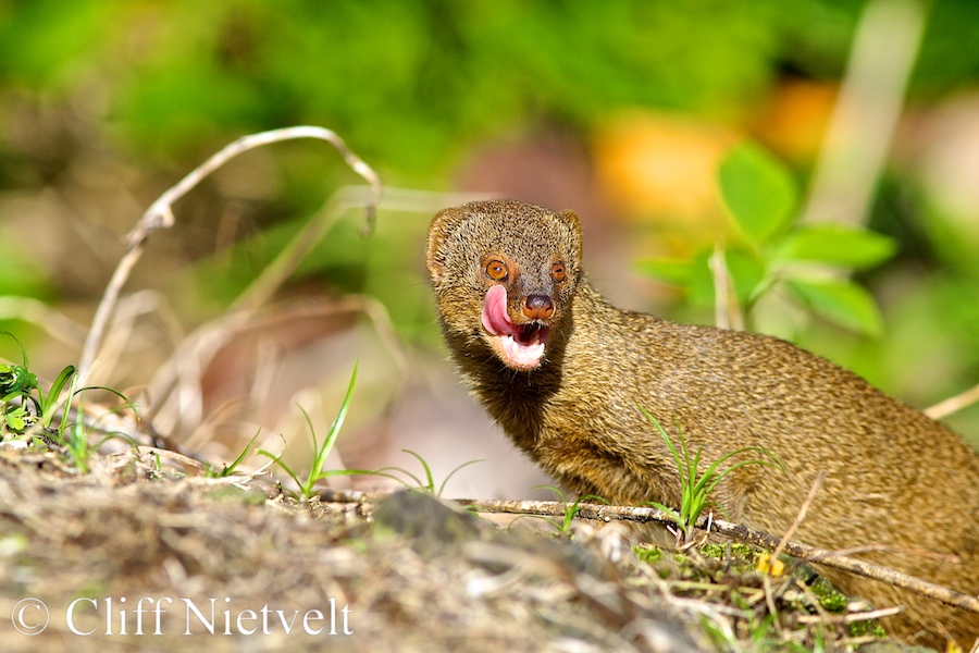 A small Asian mongoose, REF: MONG001