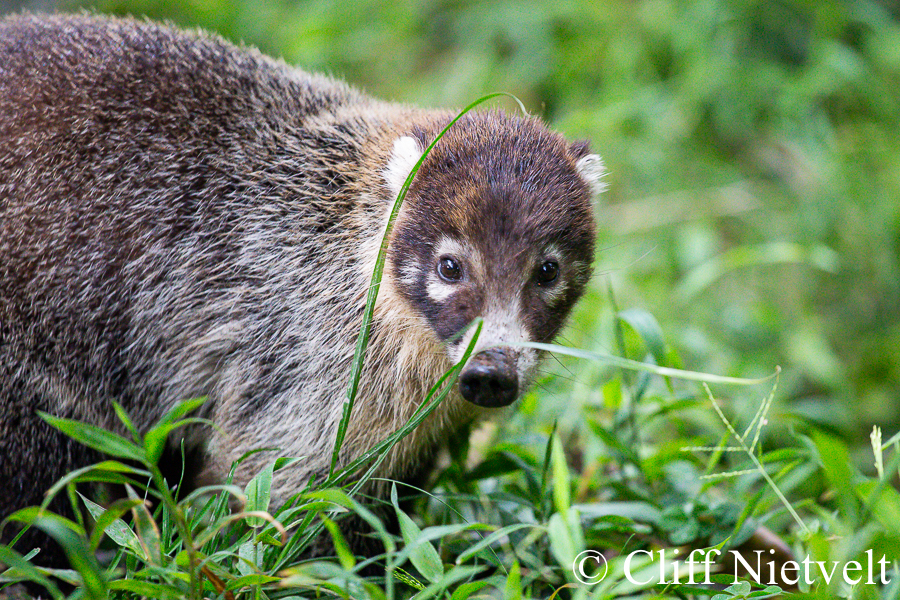 A white-nosed coati or coatimundi, REF: COAT001