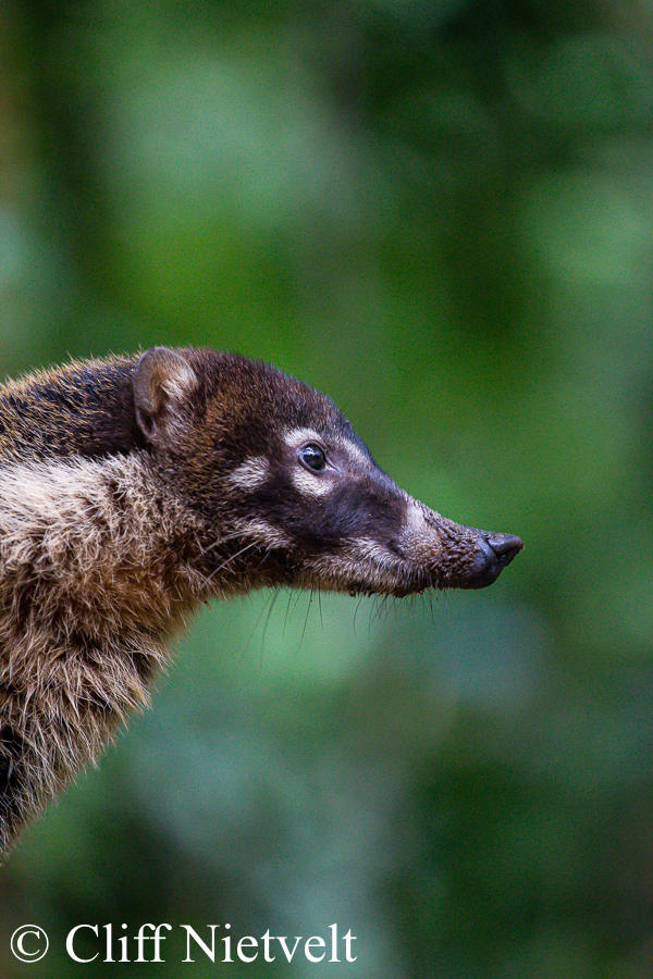 A white-nosed coati or coatimundi profile, REF: COAT002