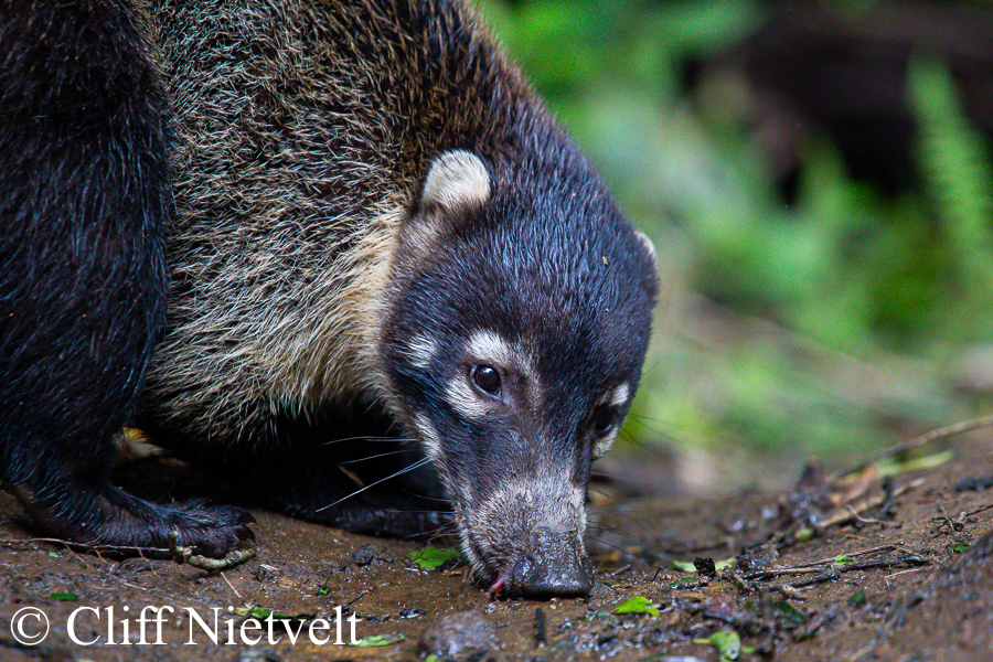 A white-nosed coati or coatimundi sniffing, REF: COAT003