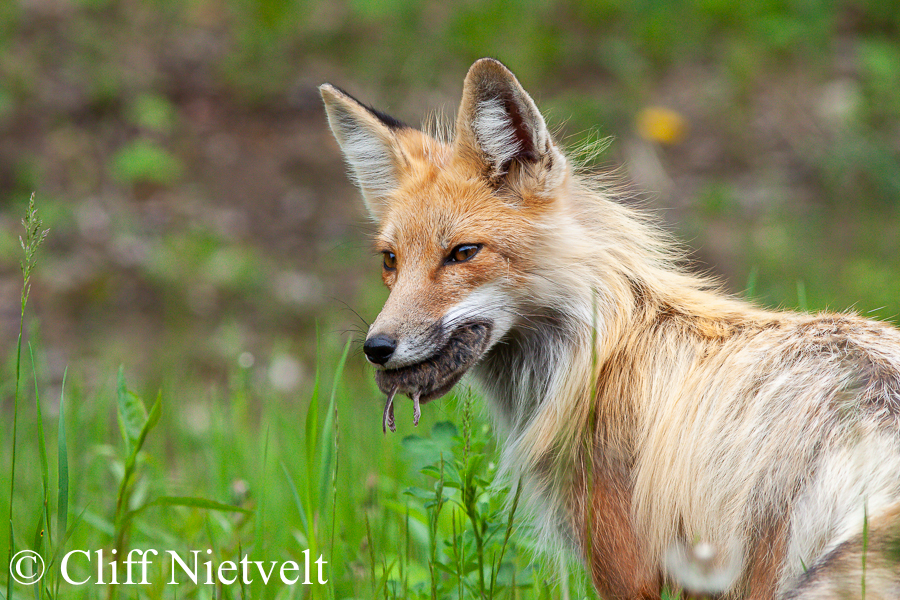 A Red Fox with a Vole, REF: RFOX011