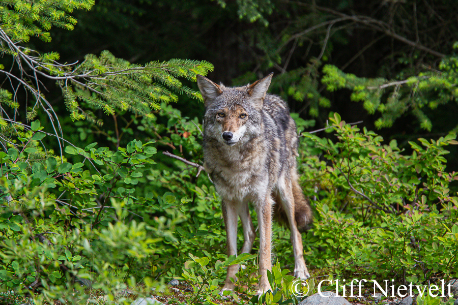 Coyote on the Forest Edge, REF: COYO001