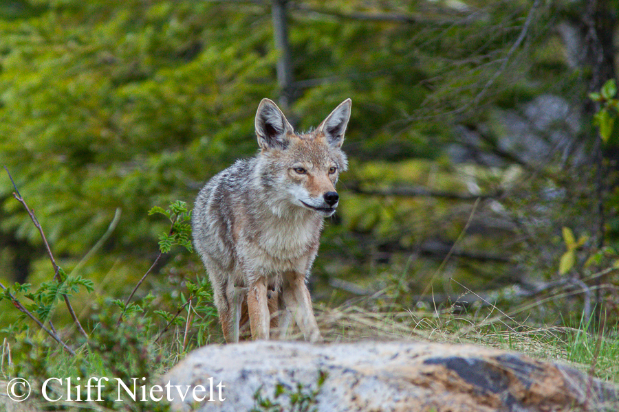 An Alert Coyote, REF: COYO002