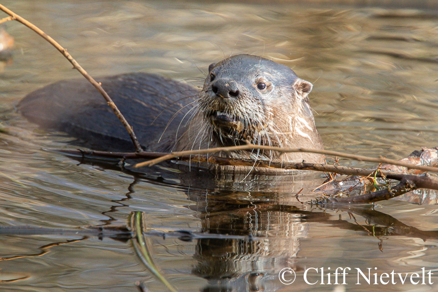 Reflected Otter, REF: OTT001