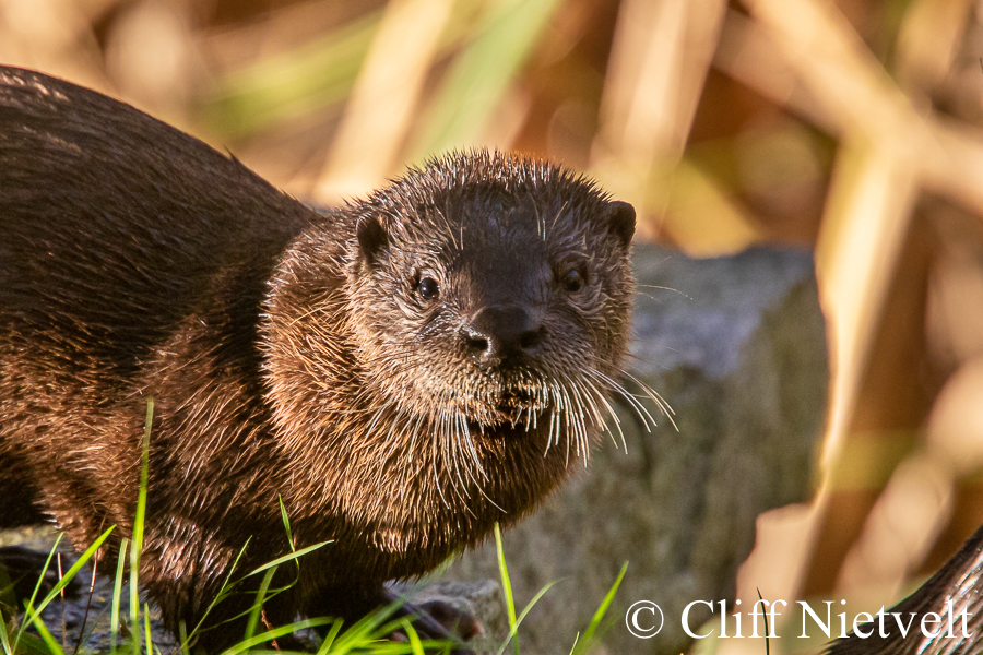 A Juvenile Otter, REF: OTT009