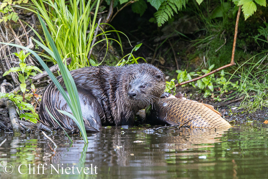 An Otter on Shore With a Carp, REF: OTT018