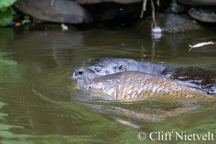 An Otter Dragging a Carp, REF: OTT019