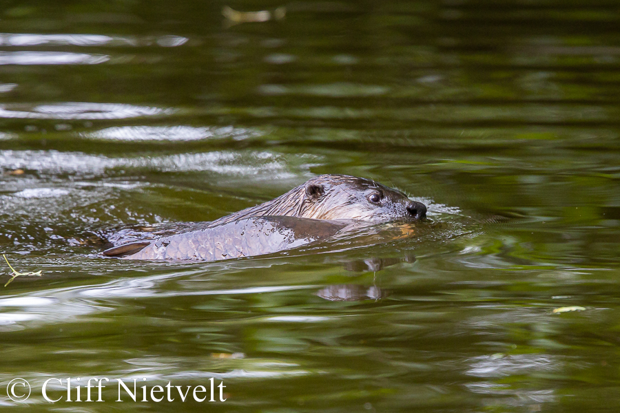 Racing to Shore, REF: OTT023