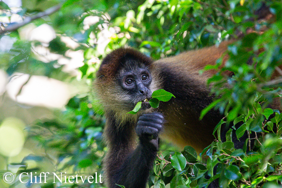 Spider Monkey Eating Leaves, REF: PRIM004