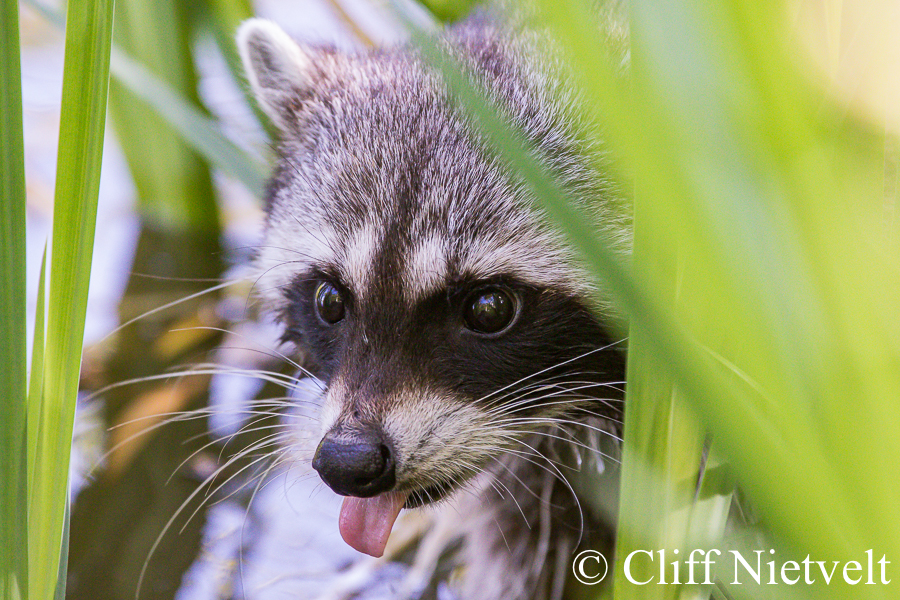 Peering Tongue, REF: RACC001