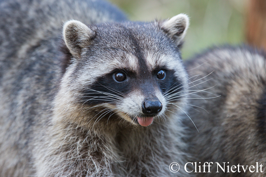 Raccoon Tongue, REF: RACC021