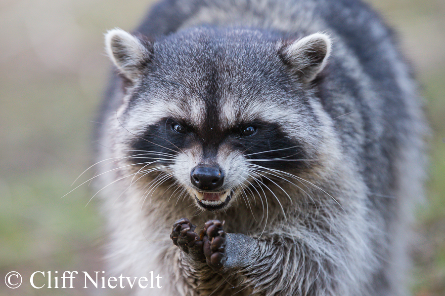 Scheming Raccoon, REF: RACC014