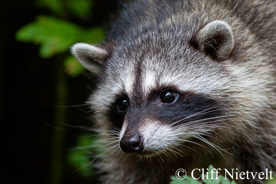 Uncertain Raccoon, REF: RACC031