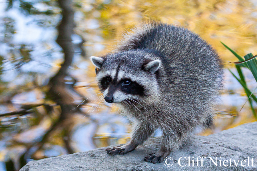 Itchy Raccoon, REF: RACC035