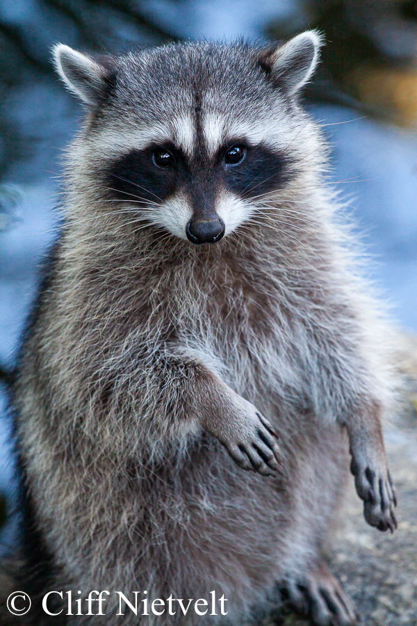 Standing raccoon, REF: RACC038