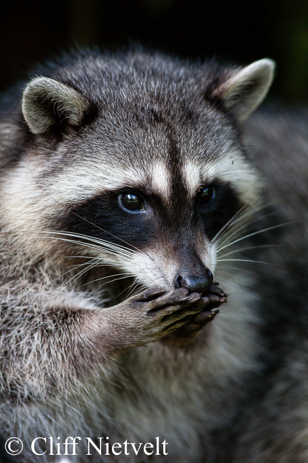 Praying Raccoon, REF: RACC039