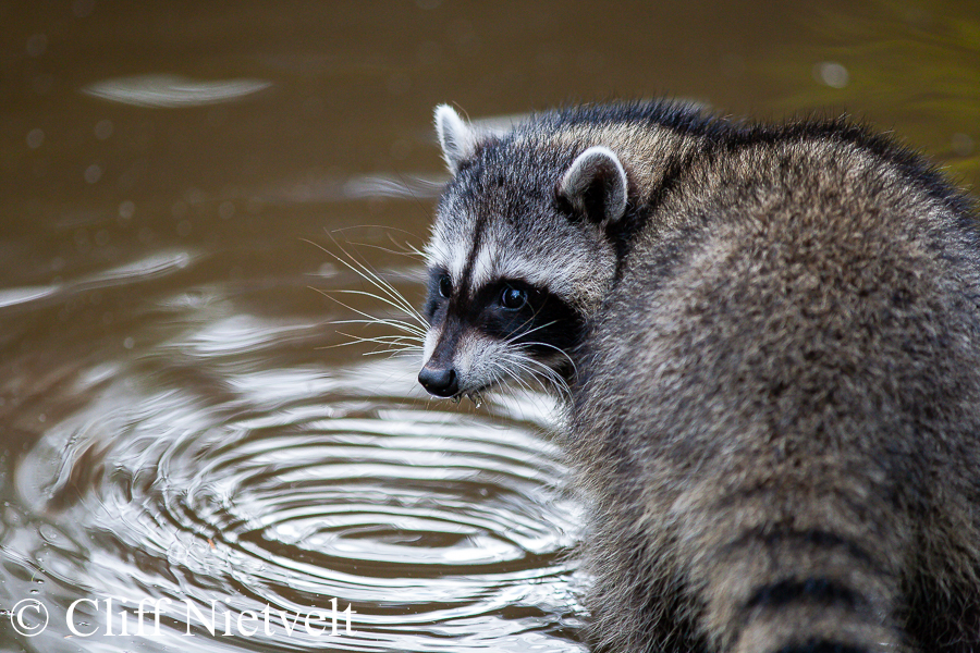 Drinking Raccoon, REF: RACC040