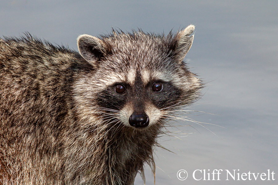 Wet Raccoon, REF: RACC042