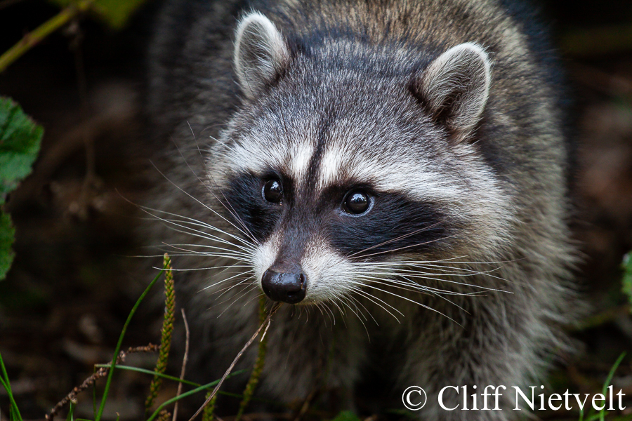 Surprised Raccoon, REF: RACC045