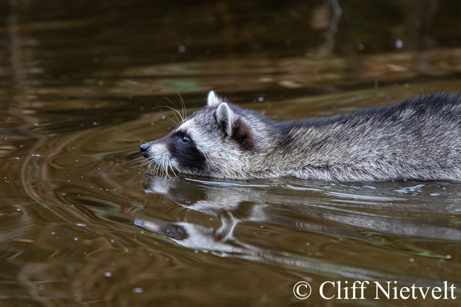 Going for a Swim, REF: RACC050