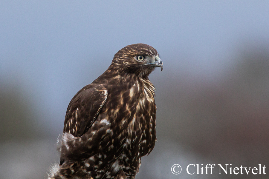 Red-Tailed Hawk, REF: RAPT001