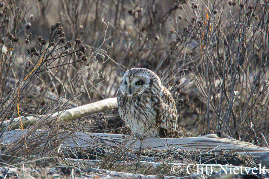 Short-Eared Owl in Cover, REF: RAPT002