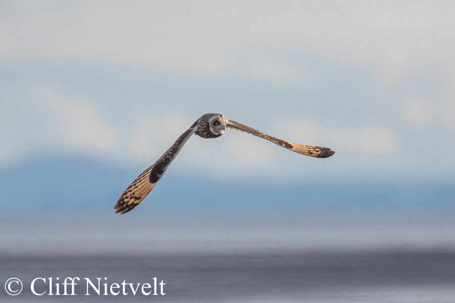 Short-Eared Owl Full Wingspan, REF: RAPT006