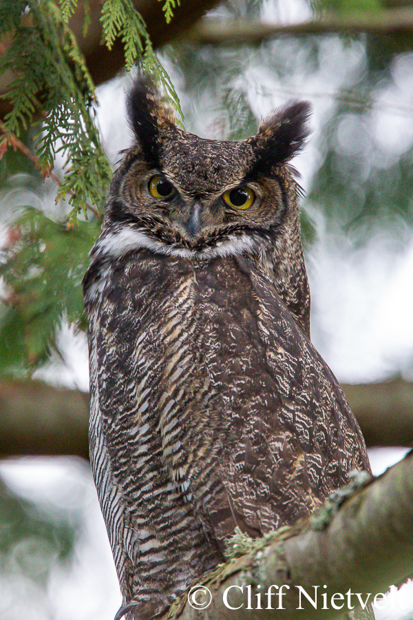 Great Horned Owl, REF: RAPT010