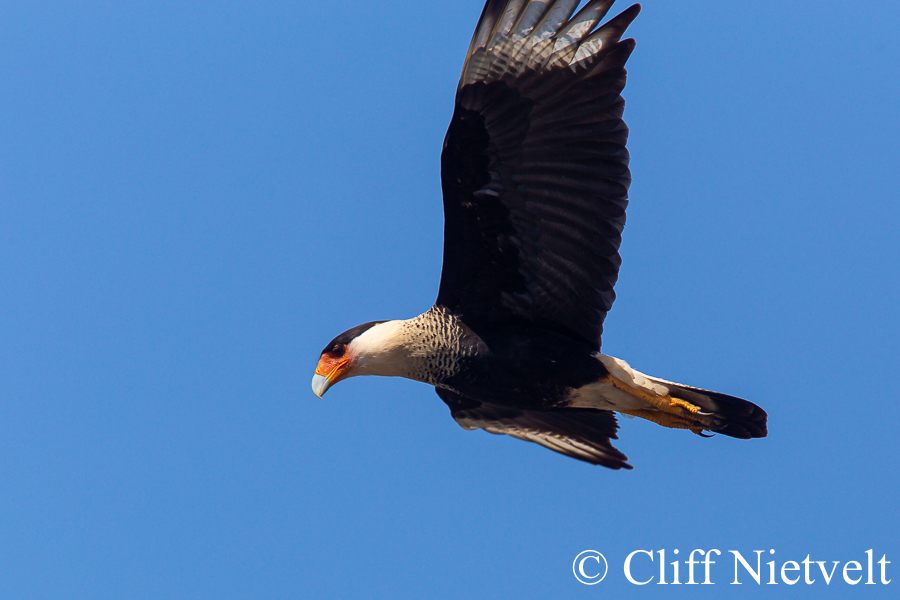 Crested Caracara, REF: RAPT013