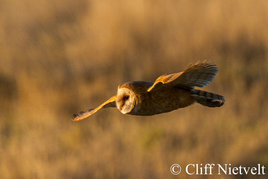 Wings Spread, REF: RAPT015