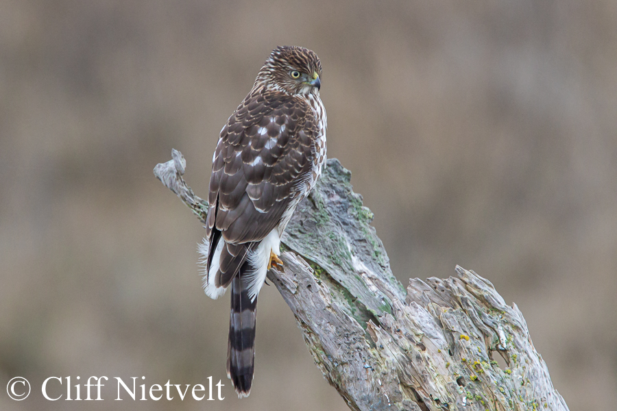 Northern Harrier Perched, REF: RAPT020