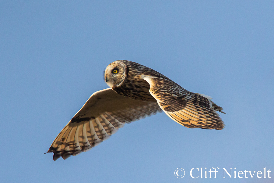 Short-Earred Owl At Dusk, REF: RAPT021