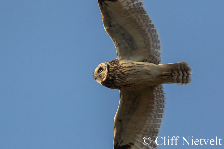 Short-Earred Owl Full Spread, REF: RAPT022