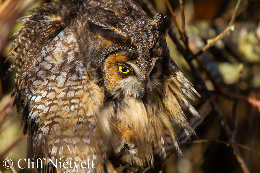 Long-Earred Owl Stretching, REF: RAPT024