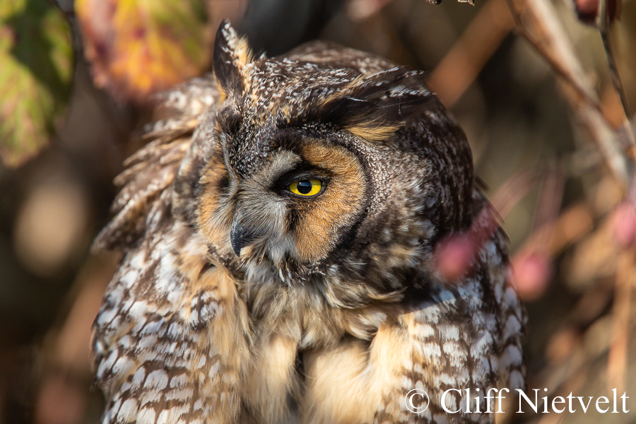 Long-Earred Chilling, REF: RAPT026