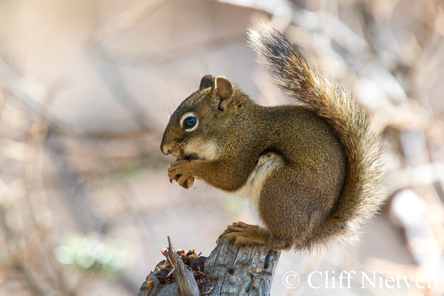 Red Squirrel Eating a Cone, REF: SMAMA002