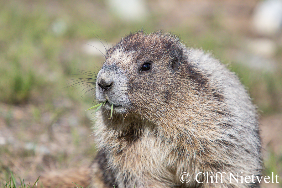 Hoary Marmot Eating Grass, REF: SMAMA003