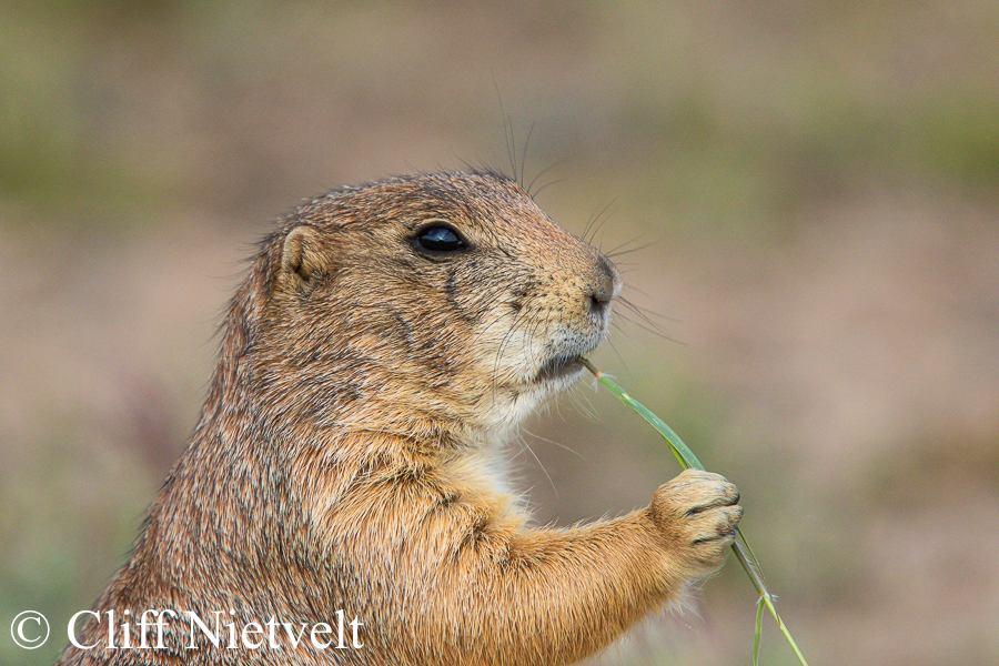 Black-Tailed Prairie Dog Eating Grass, REF: SMAMA005