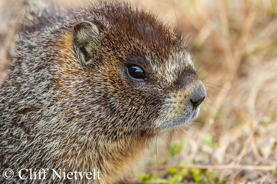 A Young Yellow-Bellied Marmot, REF: SMAMA006