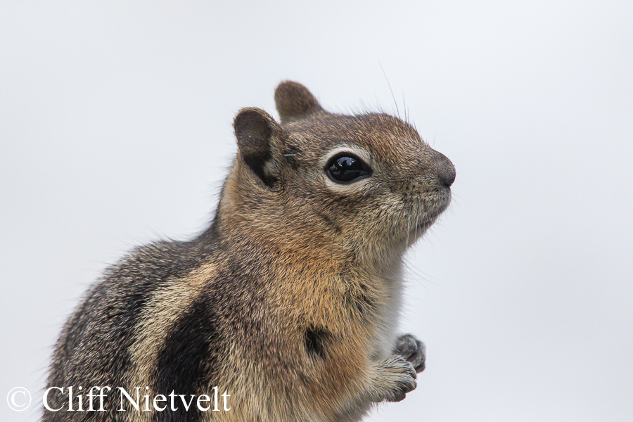 Golden-Mantled Ground Squirrel Portrait, REF: SMAMA007