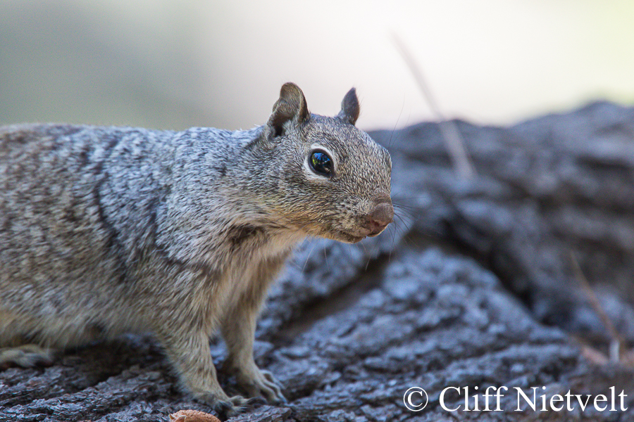 A Rock Squirrel, REF: SMAMA009