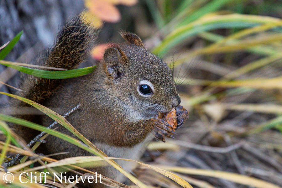 Red Squirrel Eating a Pine Cone, REF: SMAMA011