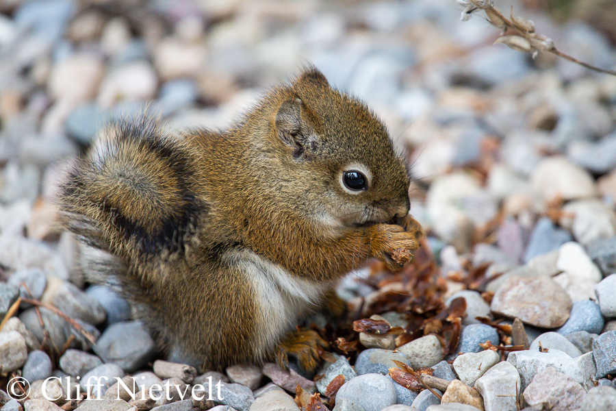 Baby Red Squirrel, REF: SMAMA012